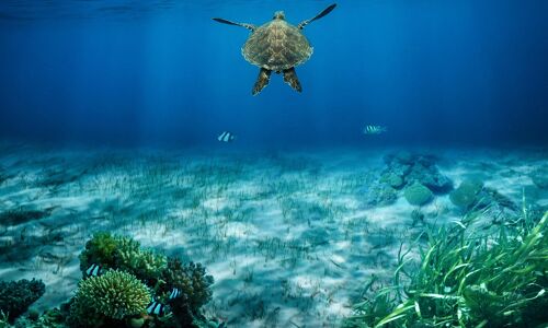 Koh Rong Ocean and Tortoise